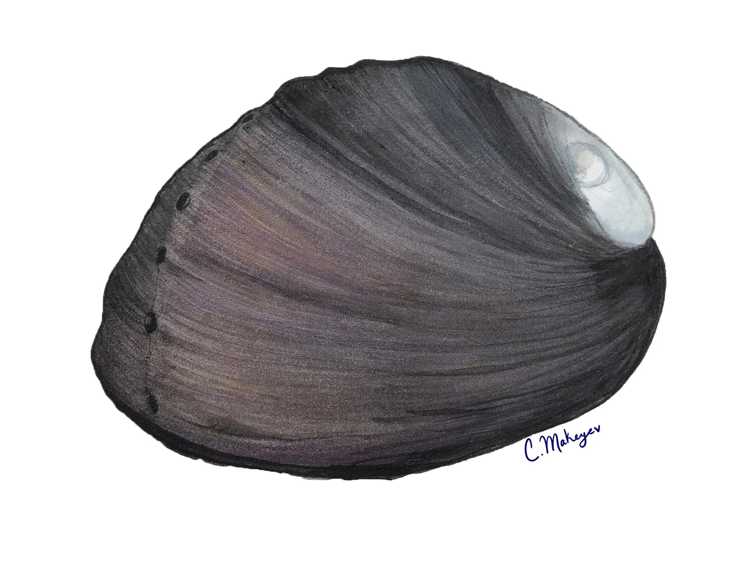 Black abalone — watercolour scientific illustration