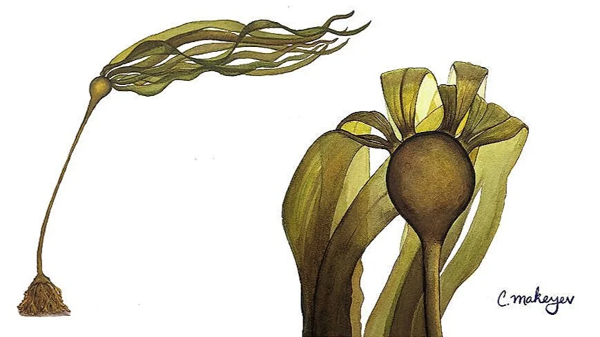 Bull kelp — watercolour scientific illustration