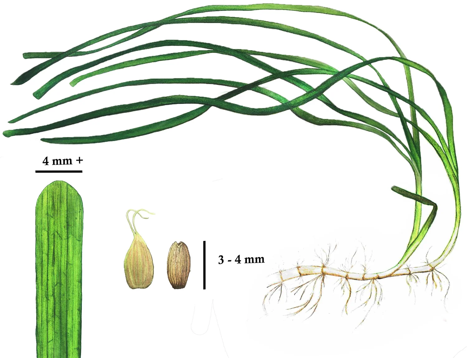 Eelgrass — watercolour scientific illustration