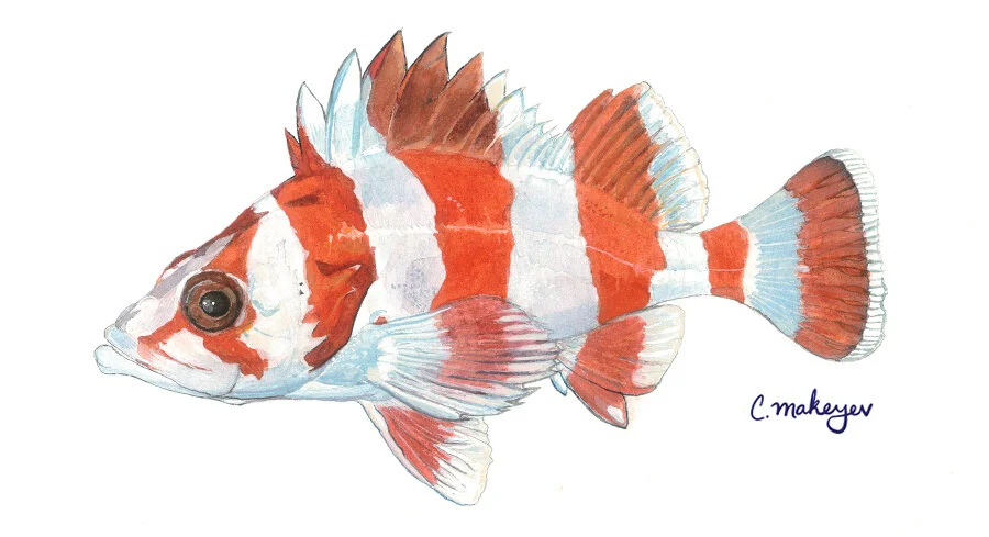 The Rockfish Kids Book