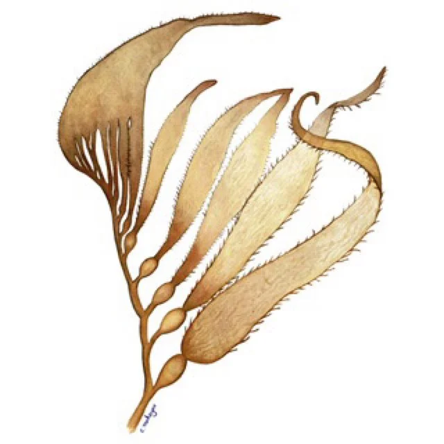 Giant kelp watercolour