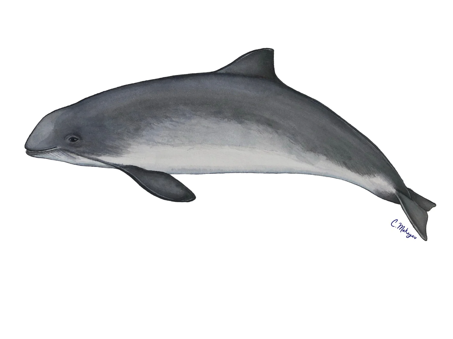 Harbor porpoise watercolour