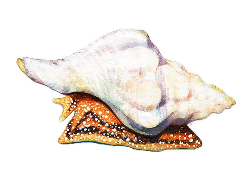 Kellet's whelk — watercolour scientific illustration