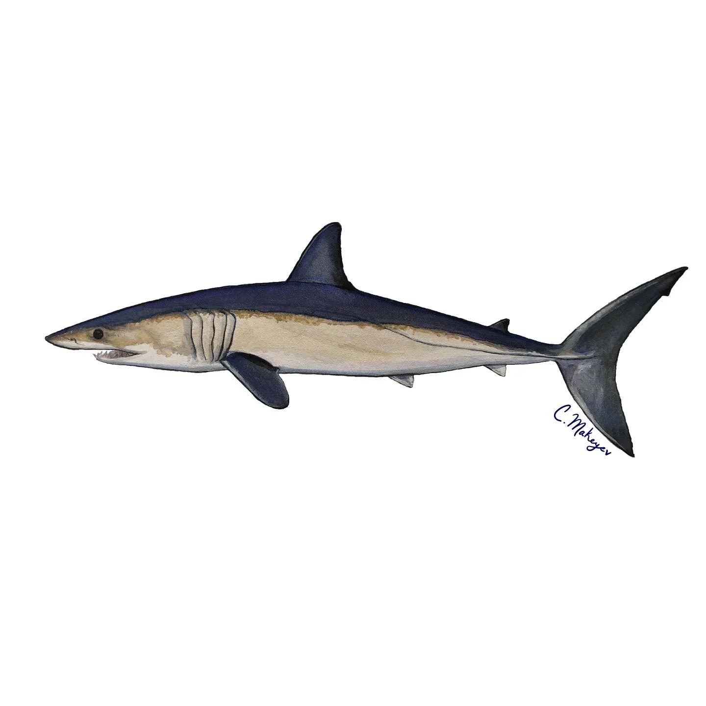 Shortfin mako — watercolour scientific illustration