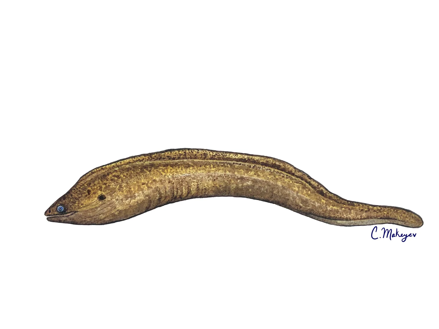 California moray — watercolour scientific illustration