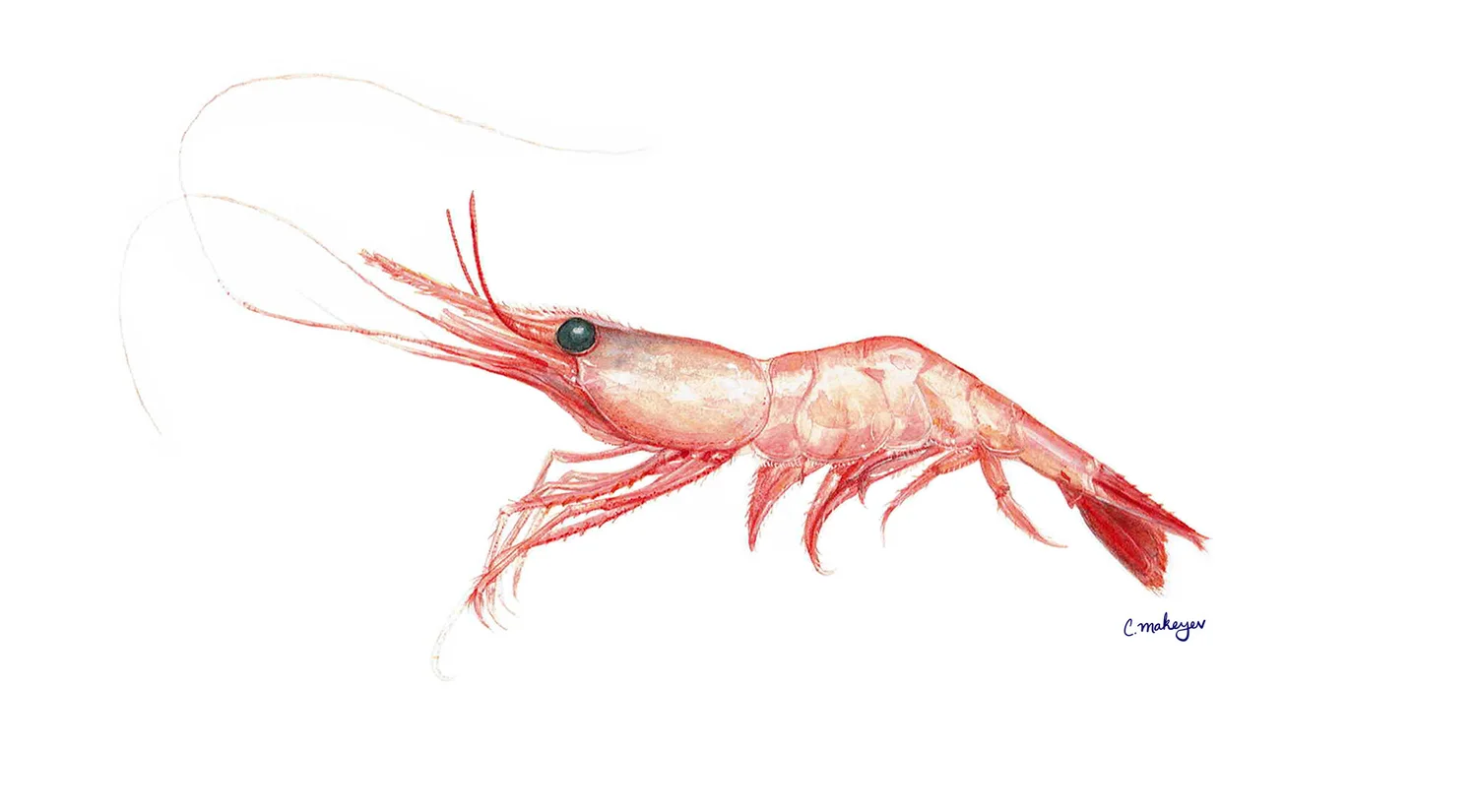 Ocean pink shrimp — watercolour scientific illustration