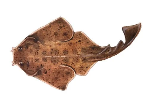 Pacific angel shark — watercolour scientific illustration