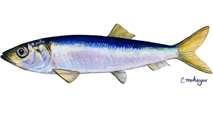 Pacific herring — watercolour scientific illustration