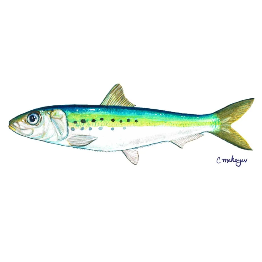 Pacific sardine watercolour
