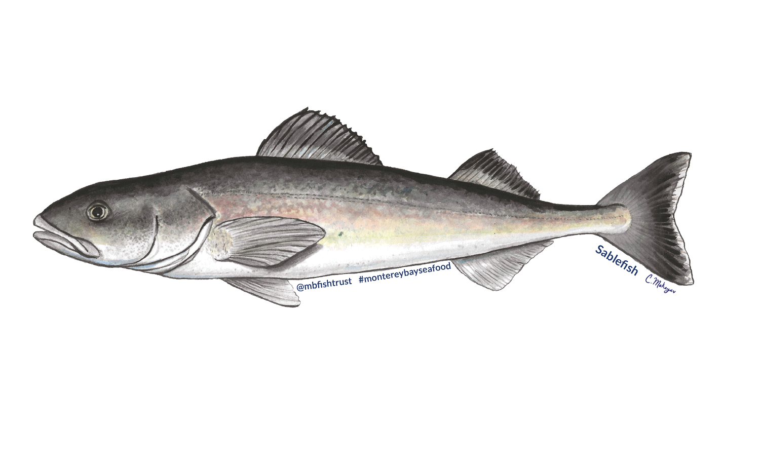 Sablefish — watercolour scientific illustration