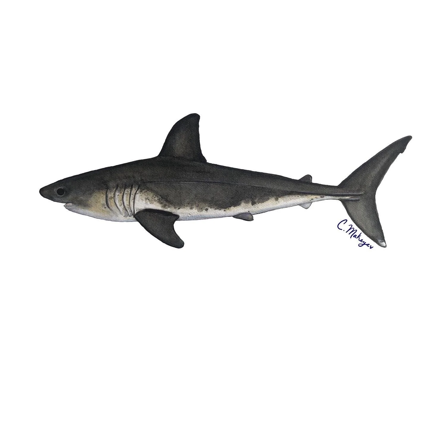 Salmon shark — watercolour scientific illustration
