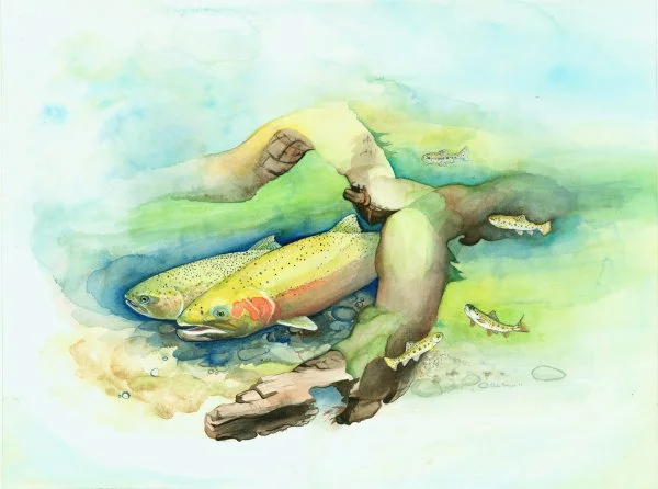 Steelhead — watercolour scientific illustration