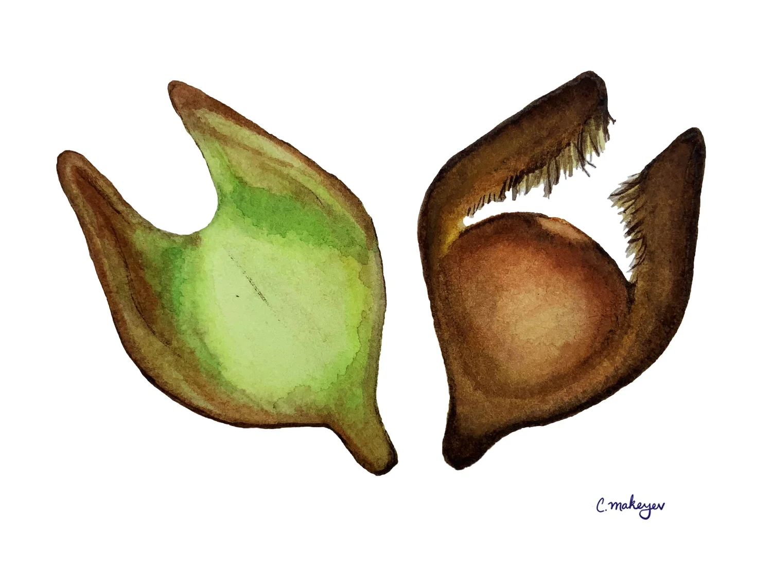 Surfgrass — watercolour scientific illustration
