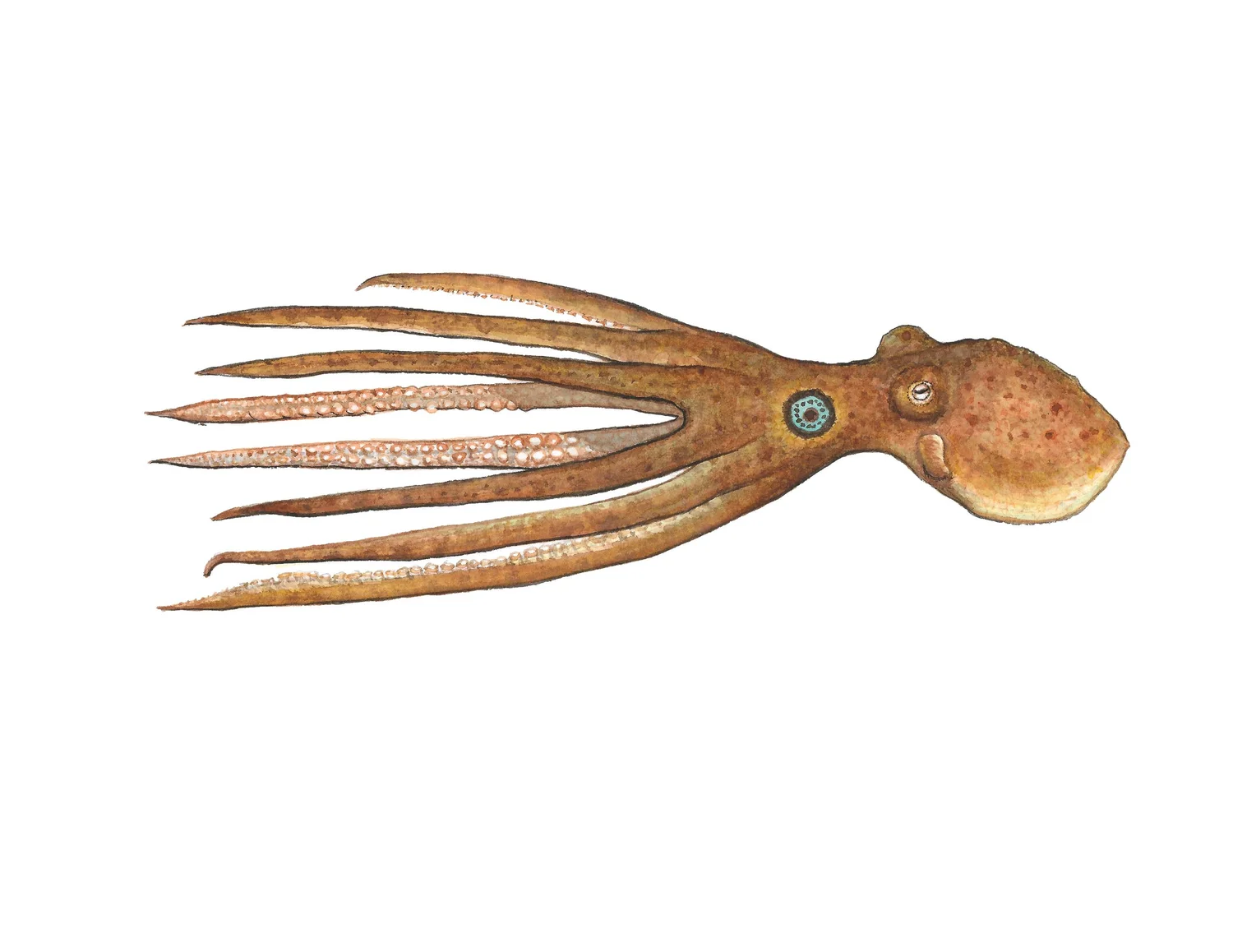 Two-spot octopus watercolour