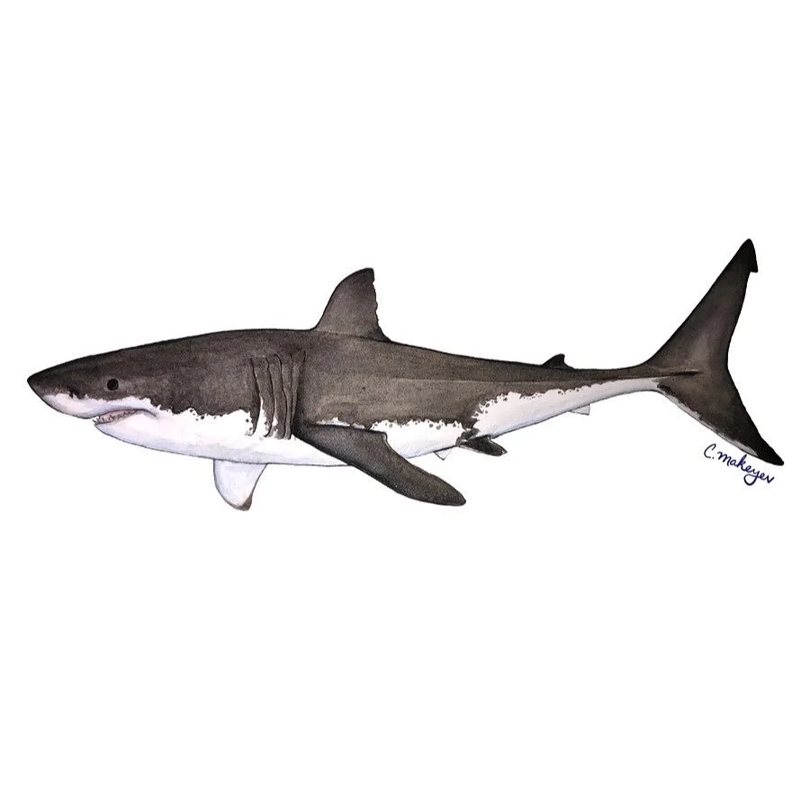 White shark — watercolour scientific illustration
