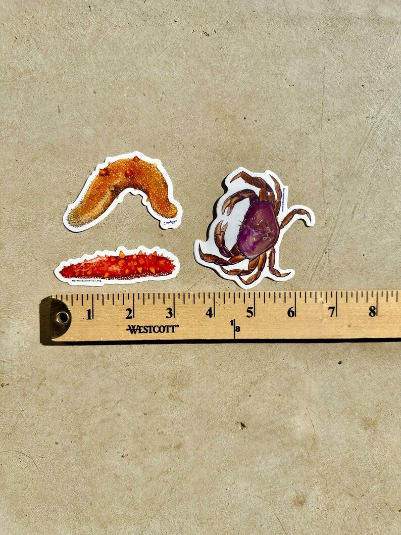 Benthic Invertebrates of California Stickers 3-Pack