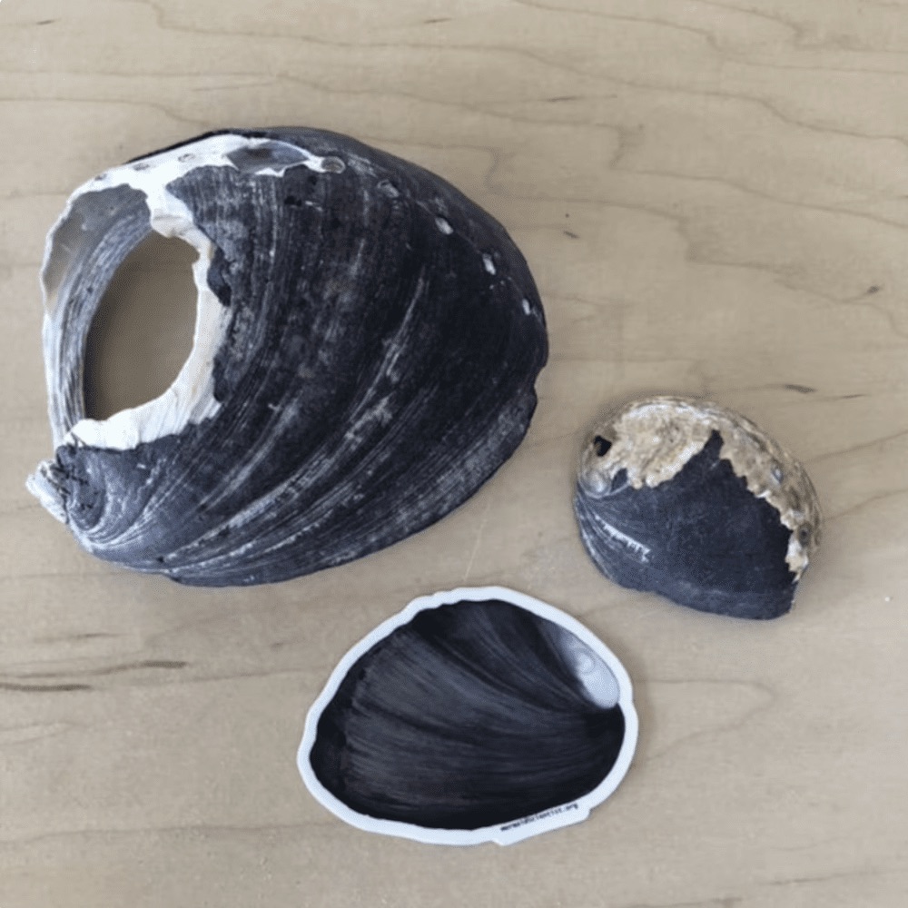 Black Abalone Sticker