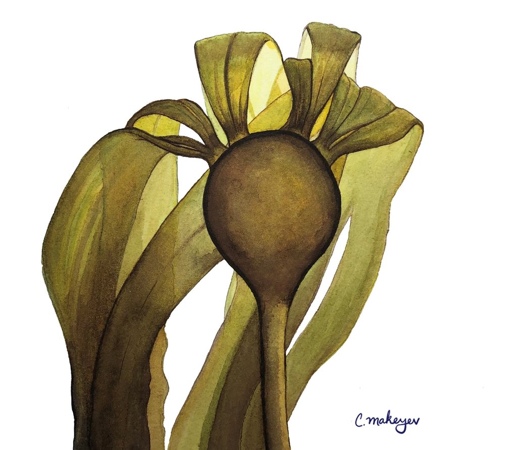Bull Kelp Watercolor Print