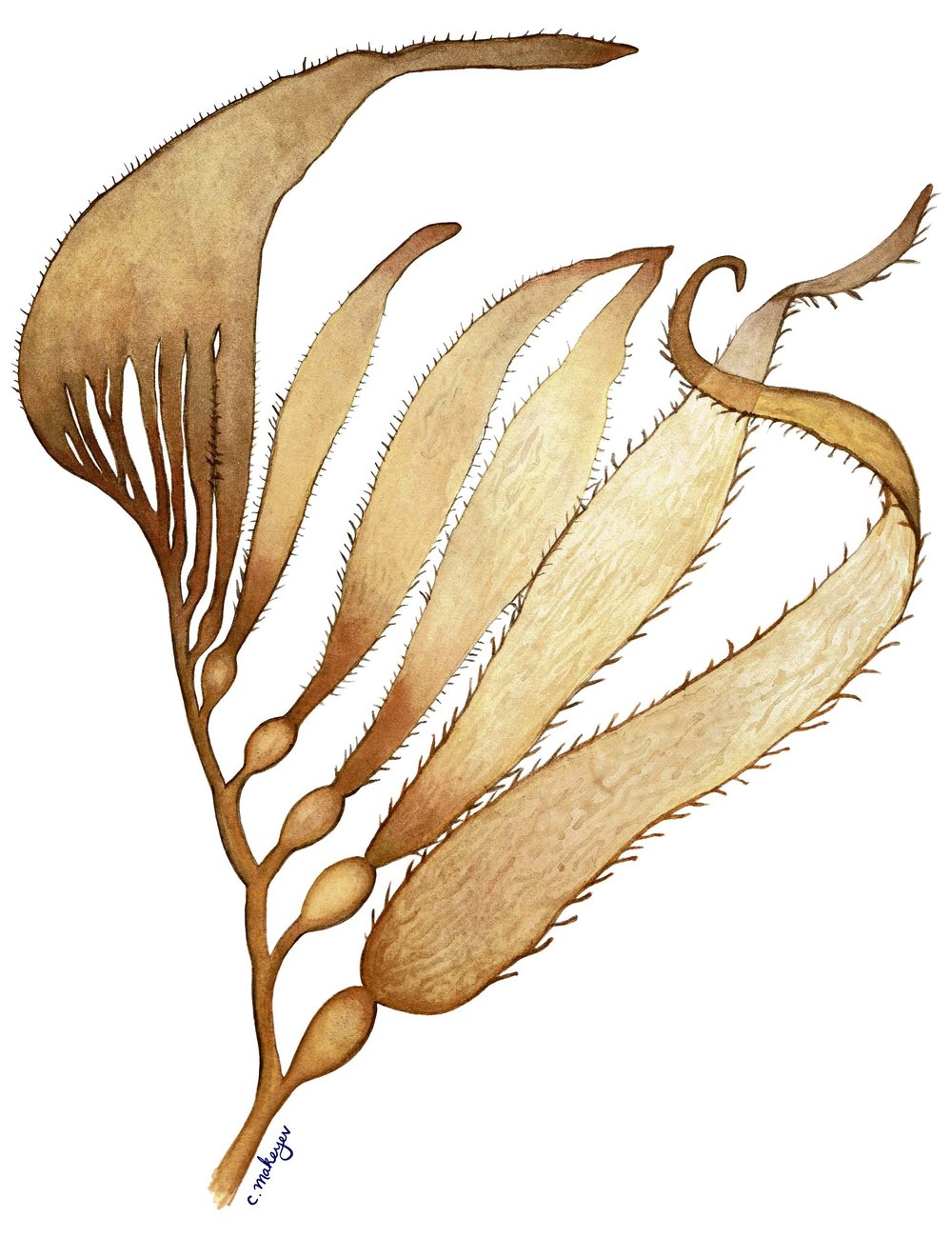 Giant Kelp Frond Watercolor Print
