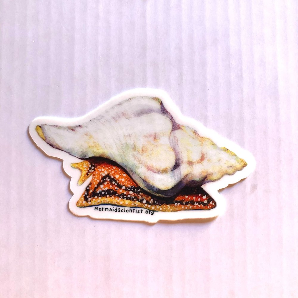 Kelley’s Whelk Sticker