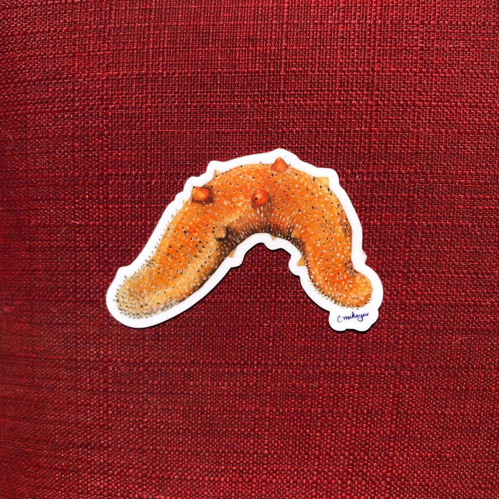 Sea Cucumber Stickers 3-Pack