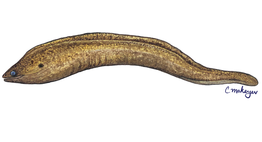 California moray eel — scientific illustration for CDFW