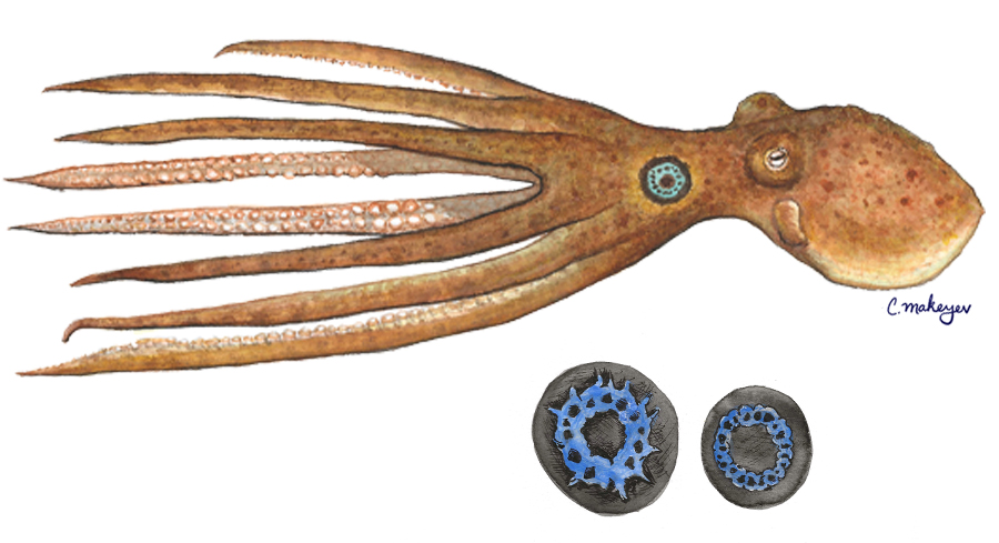 California Two-Spot Octopus — scientific illustration for CDFW