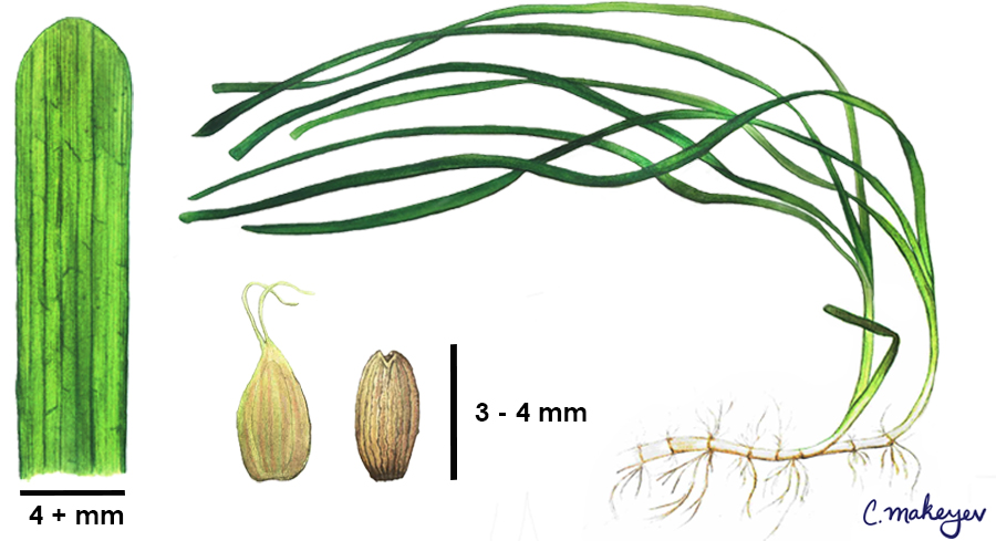 Eelgrass — scientific illustration for CDFW