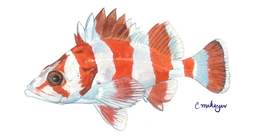 Flag Rockfish — scientific illustration for CDFW