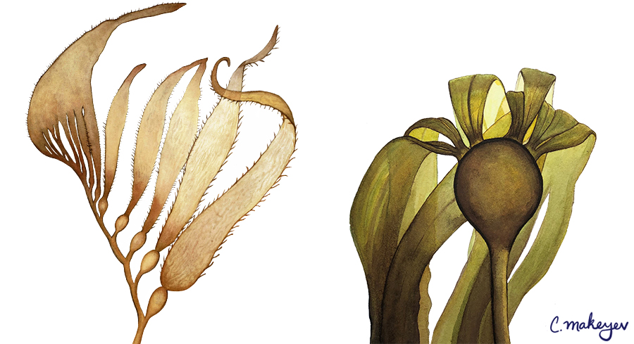 Giant Kelp and Bull Kelp — scientific illustration for CDFW