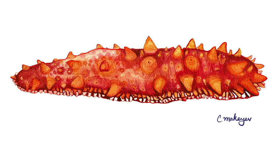 Giant Red Sea Cucumber — scientific illustration for CDFW