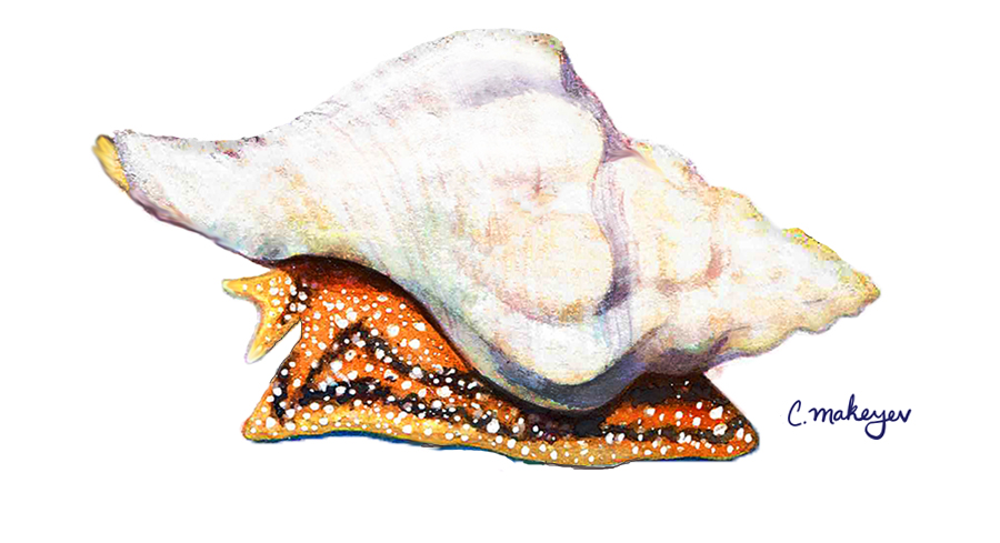 Kellet’s Whelk — scientific illustration for CDFW