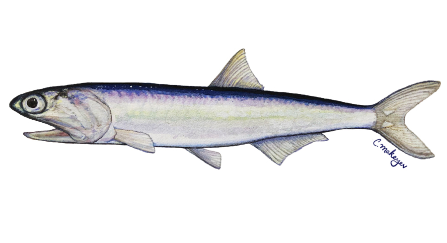 Northern Anchovy — scientific illustration for CDFW