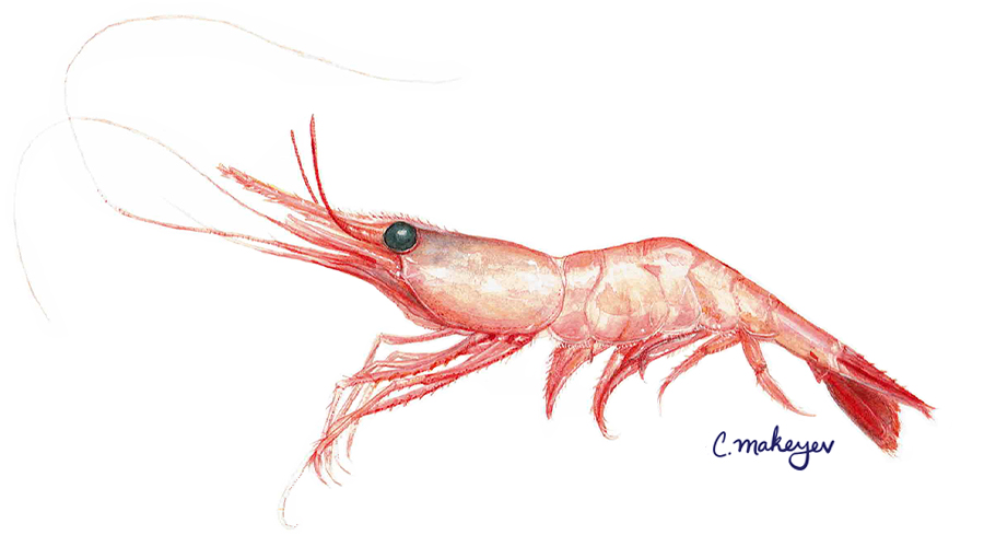 Ocean Pink Shrimp — scientific illustration for CDFW