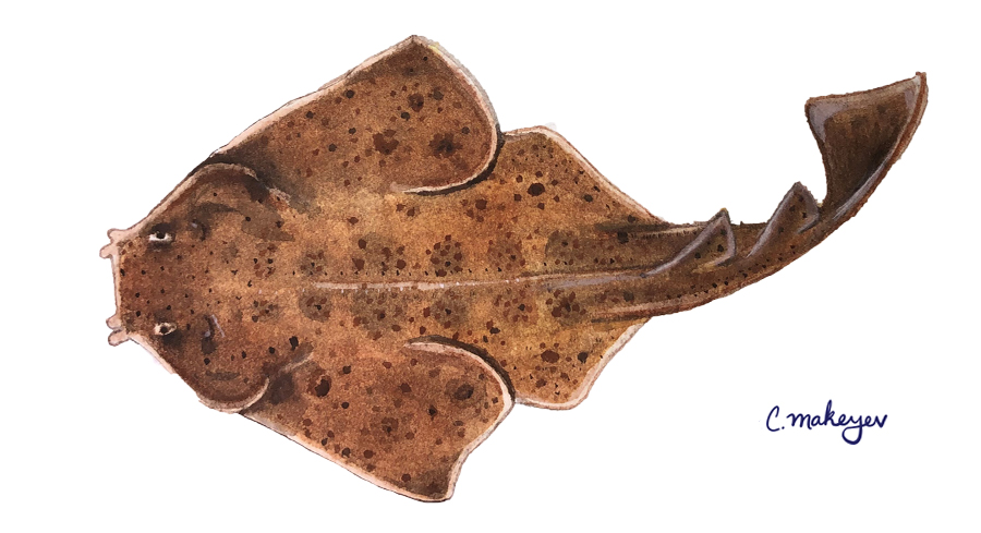 Pacific Angel Shark — scientific illustration for CDFW