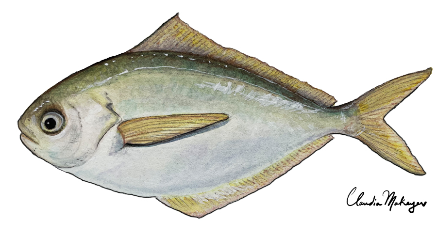 Pacific Butterfish — scientific illustration for CDFW