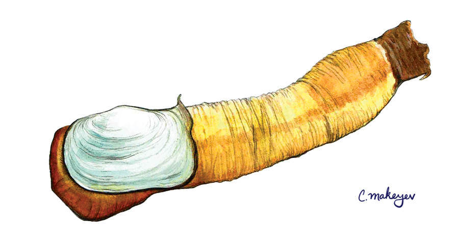 Pacific Geoduck Clam — scientific illustration for CDFW