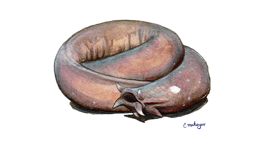 Pacific hagfish — scientific illustration for CDFW