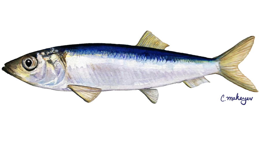 Pacific Herring — scientific illustration for CDFW