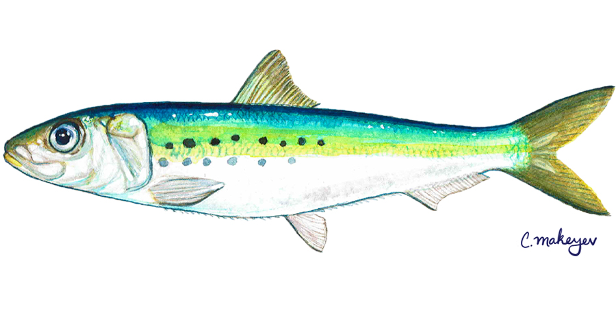 Pacific Sardine — scientific illustration for CDFW