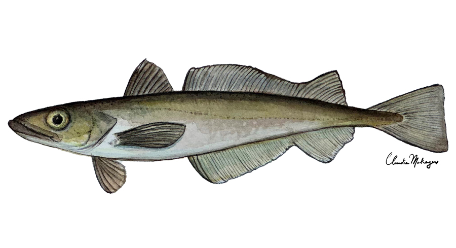 Pacific Whiting — scientific illustration for CDFW