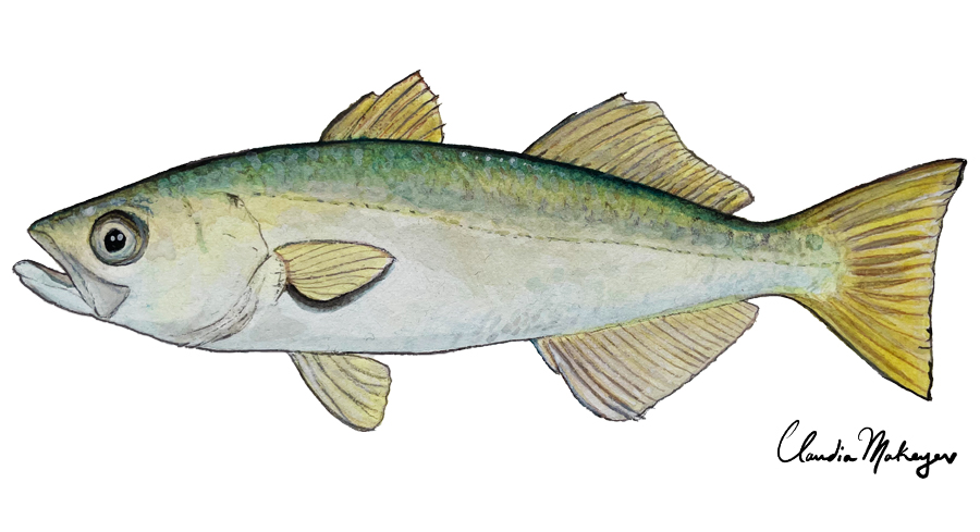 Queenfish — scientific illustration for CDFW