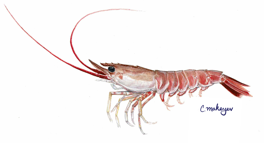 Ridgeback Prawn — scientific illustration for CDFW
