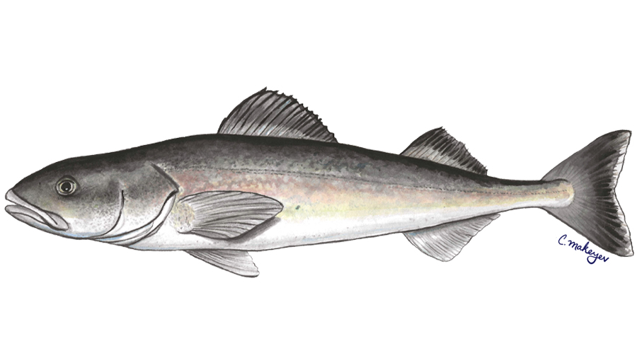 Sablefish — scientific illustration for CDFW