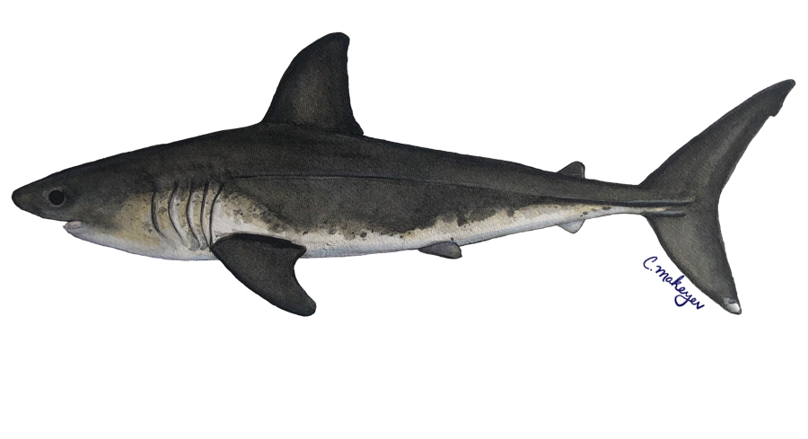 Salmon Shark — scientific illustration for CDFW