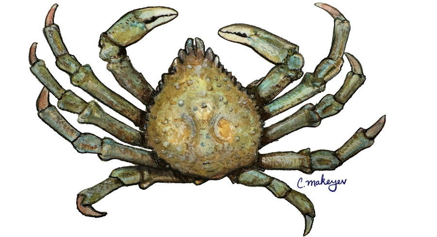 Sheep Crab — scientific illustration for CDFW