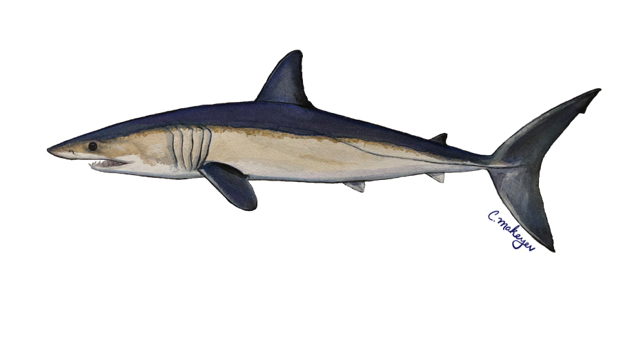 Shortfin Mako Shark — scientific illustration for CDFW