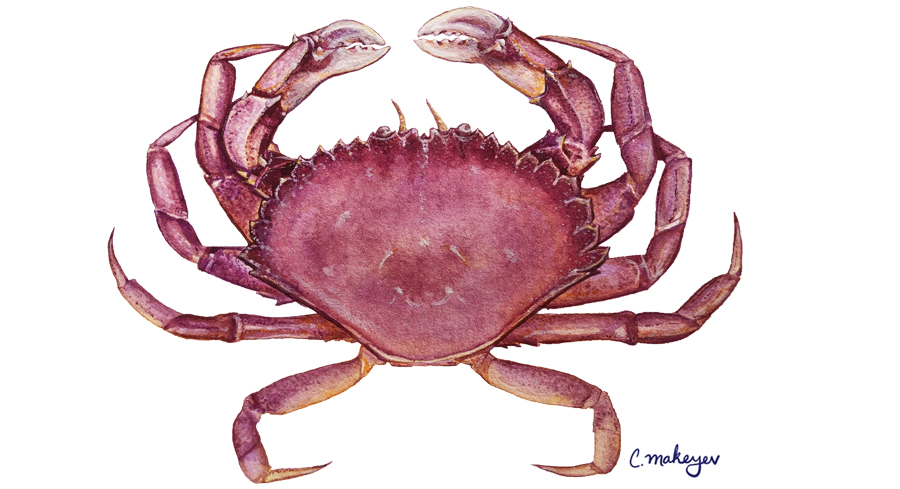 Slender Crab — scientific illustration for CDFW