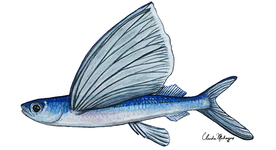 Smallhead Flyingfish — scientific illustration for CDFW