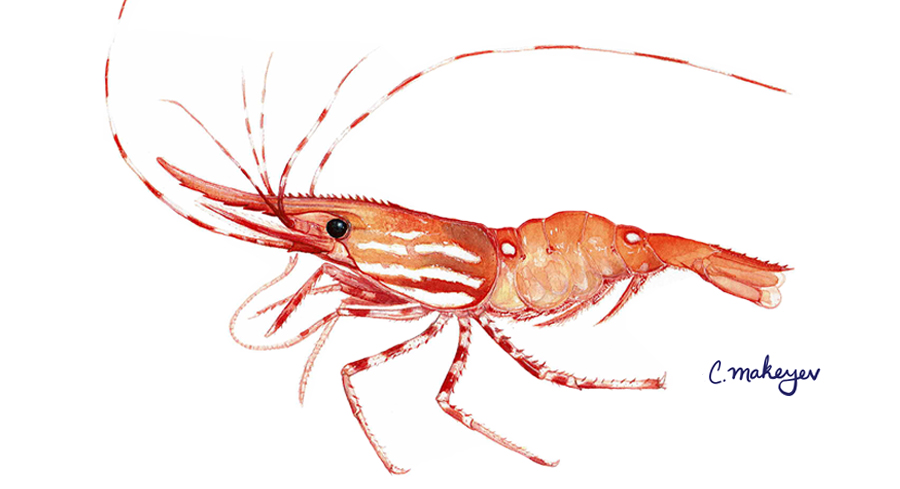 Spot Prawn — scientific illustration for CDFW